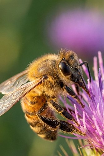 AI Image: Macro Photo of Bee on a Flower