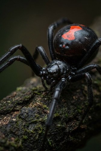 AI Image: Close-Up Photo of a Black Widow Spider